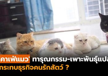 หดหู่ ‘คาเฟ่แมว’ ย่านวัชรพล ทารุณกรรมสัตว์ ทำกระทบธุรกิจคนรักแมว?