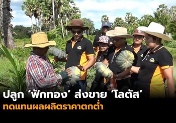 เกษตรกร จ.สงขลา รวมกลุ่มปลูก ‘ฟักทอง’ ส่งขาย ‘โลตัส’ 11 จังหวัดใต้ ทดแทนผลผลิตราคาตกต่ำ