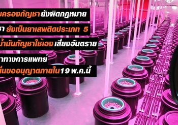 คลายข้อสงสัย! ‘ครอบครอง-แจกจ่าย’ น้ำมันกัญชา ทำไมมีความผิด?
