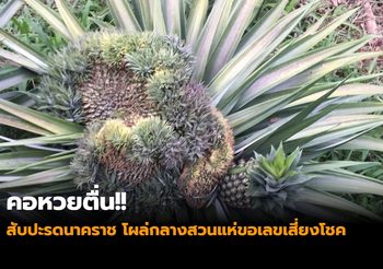 คอหวยตื่น!! สับปะรดนาคราช โผล่กลางสวนแห่ขอเลขเสี่ยงโชค