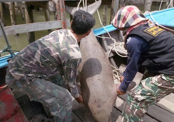 ทะเลตรังวิกฤติ!! พบพะยูนตายลงโดยไม่ทราบสาเหตุ