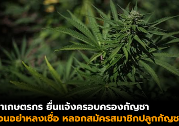 อย.เตือนอย่าหลงเชื่อ กลุ่มแอบอ้างให้สมัครสมาชิกเพื่อปลูกกัญชา