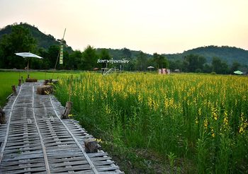สะพานทุ่งนาน้อย ทอดยาวในทุ่งข้าว และปอเทืองเหลืองอร่าม ที่นครนายก