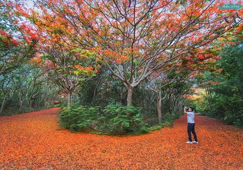 อุโมงค์ดอกหางนกยูง ปากช่อง ผลิบานสีแดงสด สวยงามเหมือนอยู่เมืองนอก