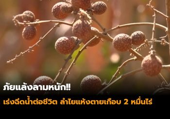 ภัยแล้งลามหนัก!! เร่งฉีดน้ำต่อชีวิต ลำไยแห้งตายเกือบ 2 หมื่นไร่