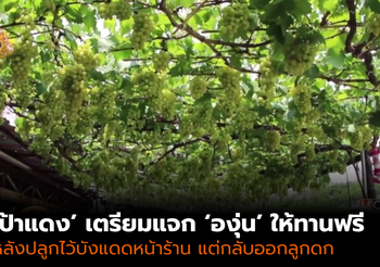 ‘ป้าแดง’ เตรียมแจก ‘องุ่น’ ให้ทานฟรี หลังปลูกให้ร่มเงา แต่กลับออกลูกดก