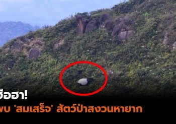 ฮือฮา! พบ ‘สมเสร็จ’ สัตว์ป่าสงวนหายาก บนเทือกเขาบรรทัด