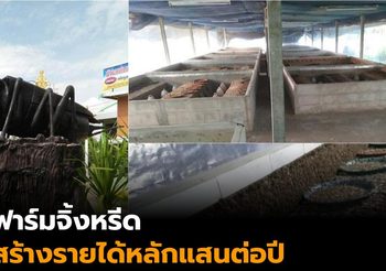 ฟาร์มจิ้งหรีด ทางเลือกเสริมอาชีพเกษตรกร รายได้หลักแสนต่อปี