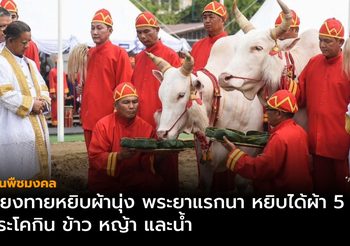พระโค กินข้าว-น้ำ-หญ้า ทำนายว่า น้ำท่าบริบูรณ์