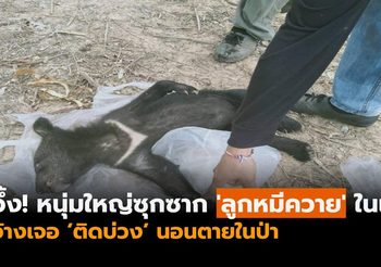 หนุ่มใหญ่ซุกซาก ‘ลูกหมีควาย’ ในเป้ อ้างเจอนอนตายในป่า