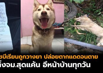เจ้าของใจสลาย! สุนัขไซบีเรียนถูกวางยา-ปล่อยตากแดดจนตาย ทิ้งจม.สุดแค้นอึหน้าบ้าน