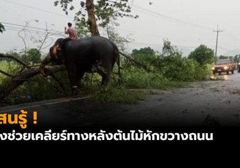 ช้างช่วยเคลียร์ทางกิ่งไม้หักขวางถนน ควาญเผยกระซิบบอก ‘ช่วยหน่อยนะลูก’