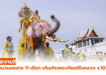 สวยงาม!! ริ้วขบวนคชสาร 11 เชือก เดินเทิดพระเกียรติ ในหลวง ร.10