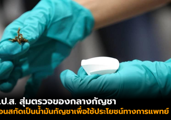 ป.ป.ส. สุ่มตรวจของกลางกัญชา ก่อนนำไปใช้ทางการแพทย์