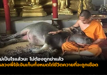 หลวงพี่ใช้เงินเก็บทั้งหมดที่มี ไถ่ชีวิตควายที่กำลังจะถูกเชือด