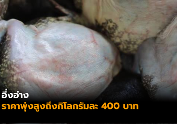 1 ปีมีครั้ง “อึ่งอ่าง” ราคาพุ่งสูงถึงกิโลกรัมละ 400 บาท