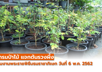 กรมป่าไม้ แจกต้นรวงผึ้งให้ประชาชนในงานพระราชพิธีบรมราชาภิเษก