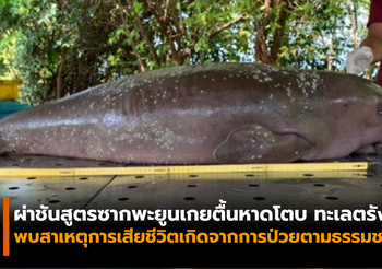 พะยูนเกยตื้นหาดโตบ ทะเลตรัง เสียชีวิตจากการป่วยตามธรรมชาติ