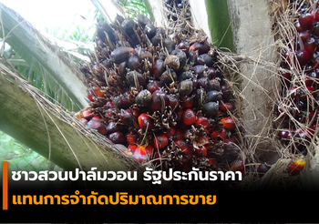 ชาวสวนปาล์มวอน รัฐประกันราคา แทนการจำกัดปริมาณการขาย
