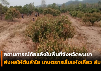 สถานการณ์ภัยแล้งในพื้นที่จังหวัดพะเยา กระทบต้นลำไย ยืนต้นตายจำนวนมาก