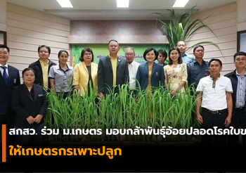 สกสว. ร่วม ม.เกษตร ส่งมอบกล้าพันธุ์อ้อยปลอดโรคใบขาว ให้เกษตรกรเพาะปลูก