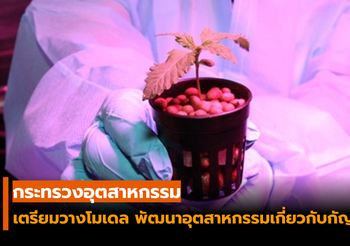 กระทรวงอุตสาหกรรม เตรียมวางโมเดล พัฒนาอุตสาหกรรมเกี่ยวกับกัญชา