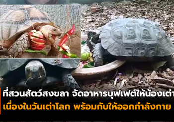 สวนสัตว์จัดบุฟเฟต์ให้น้องเต่า เนื่องในวันเต่าโลก พร้อมกับให้ออกกำลังกาย