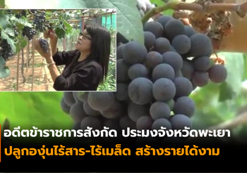 อดีตข้าราชการประมง ปลูกองุ่นไร้สาร-ไร้เมล็ด สร้างรายได้งาม