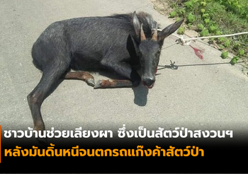ชาวบ้านช่วยเลียงผา ซึ่งเป็นสัตว์ป่าสงวนฯ หลังมันดิ้นหนีจนตกรถแก๊งค้าสัตว์ป่า