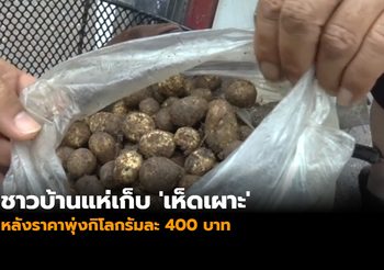 ชาวบ้านแห่เก็บ ‘เห็ดเผาะ’ หลังราคาพุ่งกิโลกรัมละ 400 บาท