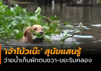 ‘เจ้าโน้วเน๊ะ’ สุนัขแสนรู้ ว่ายน้ำเก็บผักตบชวา-ขยะ ริมเขื่อนคลองบางเตย