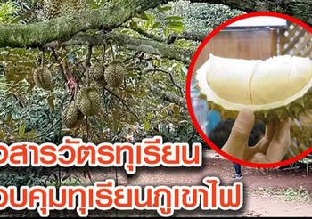 ตั้งสารวัตรทุเรียน ควบคุมคุณภาพ ‘ทุเรียนภูเขาไฟ’ หลังเป็นที่ต้องการ
