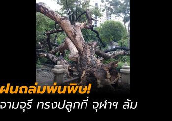 ฝนถล่มกรุงเป็นเหตุ ทำต้นจามจุรี  ในหลวง ร.9 ทรงปลูก โค่นลม ยกต้นขึ้นอีกไม่ได้