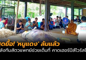สุดยื้อ! ‘หนูแดง’ ล้มแล้ว หลังทีมสัตวแพทย์ช่วยเหลือเต็มที่ คาดเฮอร์ปีส์ไวรัสในช้าง