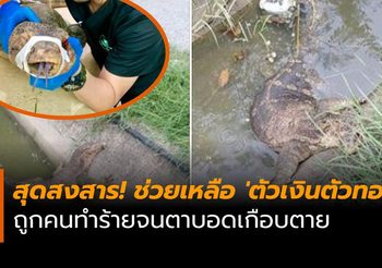 สุดสงสาร! ช่วยเหลือ ‘ตัวเงินตัวทอง’ ถูกคนทำร้ายจนตาบอดเกือบตาย