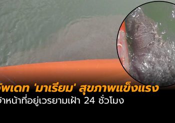 อัพเดท ‘มาเรียม’ สุขภาพแข็งแรง เจ้าหน้าที่อยู่เวรยามเฝ้า 24 ชั่วโมง
