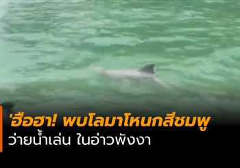 ฮือฮา! พบโลมาโหนกสีชมพู 2 ตัว ว่ายน้ำเล่น ในอ่าวพังงา