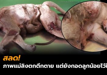 สลด! ภาพแม่ลิงตกตึกตาย แต่ยังกอดลูกน้อยไว้ในอก