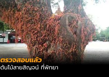 ตำรวจลงตรวจสอบ  ต้นไม้สายสิญจน์วัดเขาโพธิ์ทอง