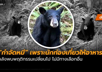 จนท. ในสหรัฐฯ ตัดสินใจ “กำจัด” หมีดำ หลังพฤติกรรมเปลี่ยน ออกมานั่งรออาหาร