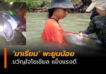 แข็งแรงดี ‘มาเรียม’ พะยูนน้อย น่ารัก ขวัญใจชาวโซเชียล