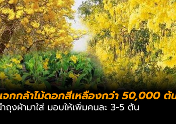 กรมป่าไม้ แจกกล้าไม้ดอกสีเหลืองกว่า 50,000 ต้น นำถุงผ้ามาใส่ ให้เพิ่มคนละ 3-5 ต้น
