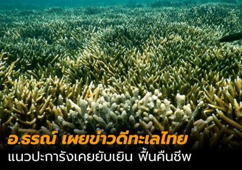 อ.ธรณ์ เผยข่าวดีทะเลไทย แนวปะการังเคยยับเยินฟื้นคืนชีพ