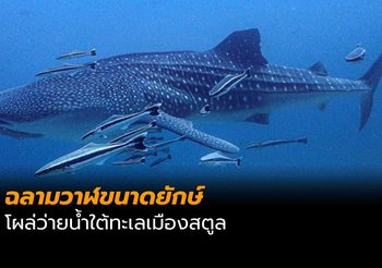 ตื่นตา! ฉลามวาฬโผล่ว่ายน้ำใต้ทะเลสตูล