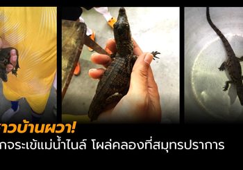 ชาวบ้านผวา! ลูกจระเข้แม่น้ำไนล์ โผล่ในคลอง ที่สมุทรปราการ