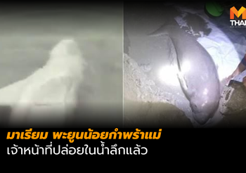 ปล่อย “มาเรียม” พะยูนน้อยกำพร้าแม่ ในน้ำลึกแล้ว