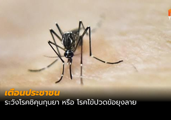กรมควบคุมโรค เตือนระวังโรคชิคุนกุนยา พบผู้ป่วยภาคใต้มากที่สุด