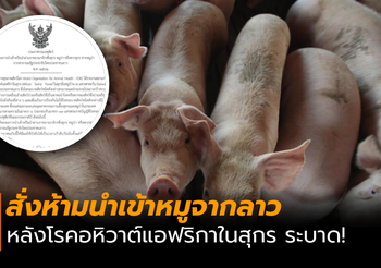 กรมปศุสัตว์ประกาศ! สั่งห้ามนำเข้าหมูจากลาว หลังอหิวาต์หมูฯระบาด