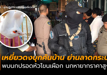 เหยี่ยวดงบุกค้นบ้านย่านลาดกระบัง พบนกปรอดหัวโขนเผือก