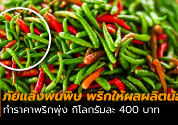 พริกขาดตลาด!! ทำราคาพริกพุ่ง กิโลกรัมละ 400 บาท